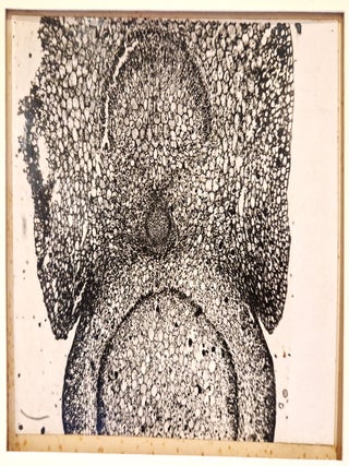 Item #4192 Grande photomicrographie d'acanthacée, tirage argentique, c. 1910