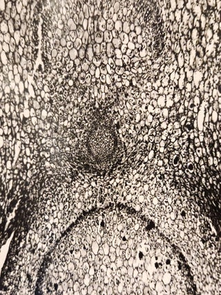 Grande photomicrographie d'acanthacée, tirage argentique, c. 1910