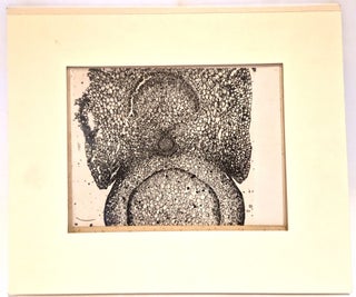 Grande photomicrographie d'acanthacée, tirage argentique, c. 1910