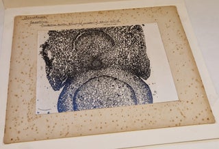 Grande photomicrographie d'acanthacée, tirage argentique, c. 1910