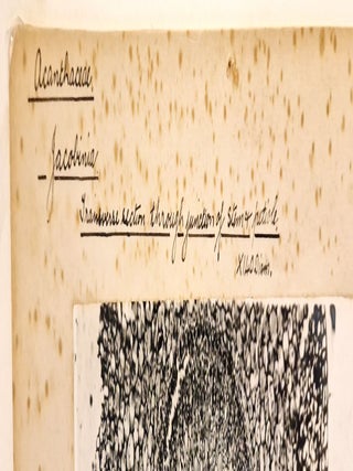 Grande photomicrographie d'acanthacée, tirage argentique, c. 1910