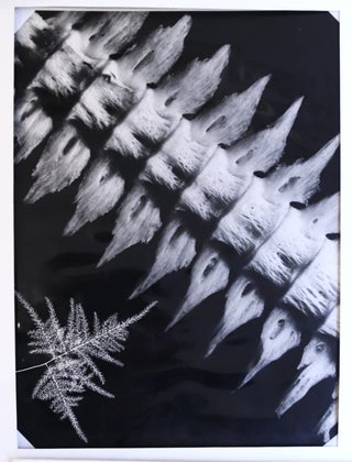 Ensemble de 5 grands photogrammes, photomontages et microphotographies