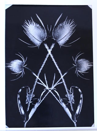 Ensemble de 5 grands photogrammes, photomontages et microphotographies