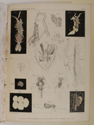 Item #4348 Fragments sur les organes génito-urinaires des reptiles et leurs produits. DUVERNOY,...