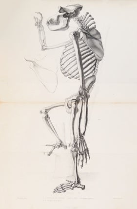 Item #4360 Des caractères anatomiques des grands singes pseudo-anthropomorphes. DUVERNOY, Louis...