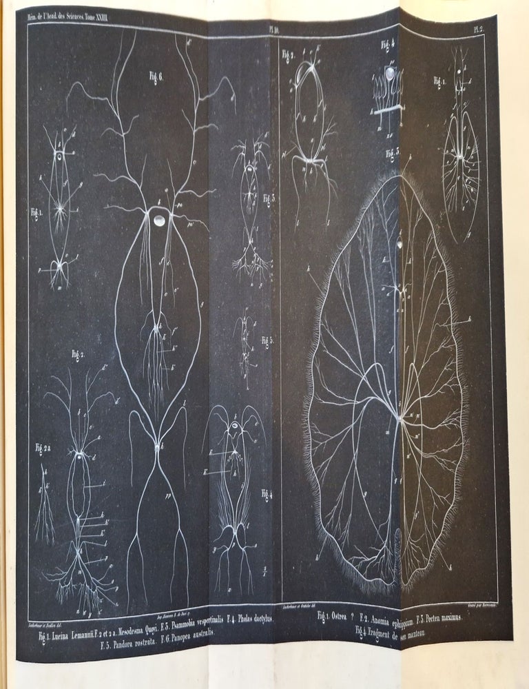 Item #4362 M&eacute;moires sur le syst&egrave;me nerveux des mollusques ac&eacute;phales lamellibranches ou bivalves. DUVERNOY, Georges Louis.