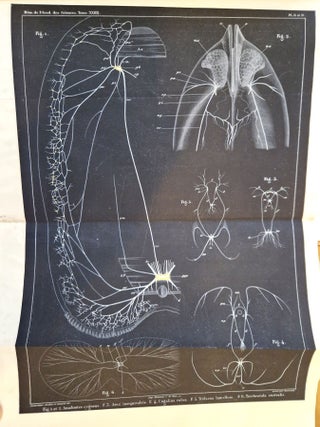 M&eacute;moires sur le syst&egrave;me nerveux des mollusques ac&eacute;phales lamellibranches ou bivalves