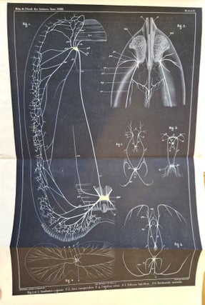 Mémoires sur le système nerveux des mollusques acéphales lamellibranches ou bivalves