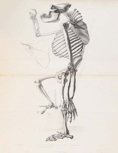 Item #4443 Des caract&egrave;res anatomiques des grands singes pseudo-anthropomorphes. DUVERNOY, Louis Georges.