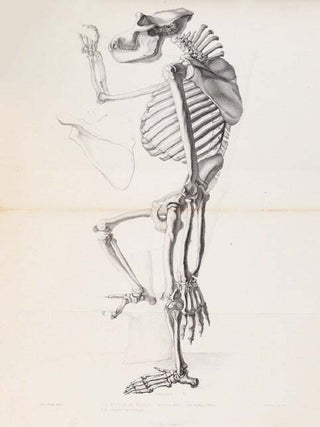 Item #4443 Des caractères anatomiques des grands singes pseudo-anthropomorphes. DUVERNOY, Louis...