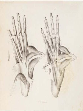 Des caract&egrave;res anatomiques des grands singes pseudo-anthropomorphes