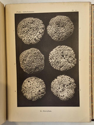 Item #5082 The Norwegian Forms of Lithothamnion. With 23 plates. Mikal Heggelund FOSLIE