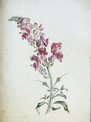 Les Fleurs d'agrément, album de l'amateur. Atlas. I.