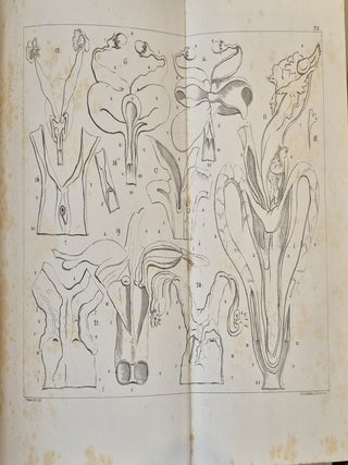 Quelques considérations sur la sphère génitale moyenne de la femme et des femmes de vertébrés