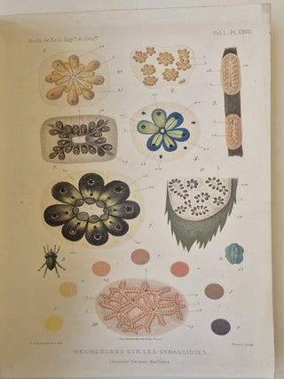 Recherches sur les ascidies composées or synascidies