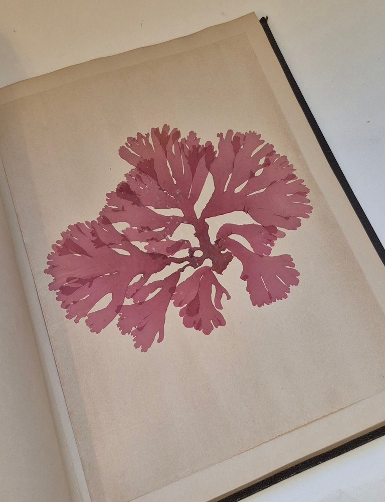 Item #5504 Plantes marines. Belle-Ile-en-mer 1887. ALGUIER - HERBIER.