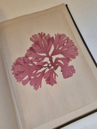 Item #5504 Plantes marines. Belle-Ile-en-mer 1887. ALGUIER - HERBIER
