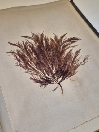 Plantes marines. Belle-Ile-en-mer 1887