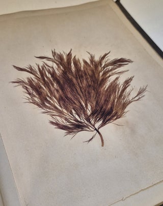 Plantes marines. Belle-Ile-en-mer 1887