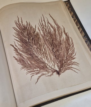 Plantes marines. Belle-Ile-en-mer 1887