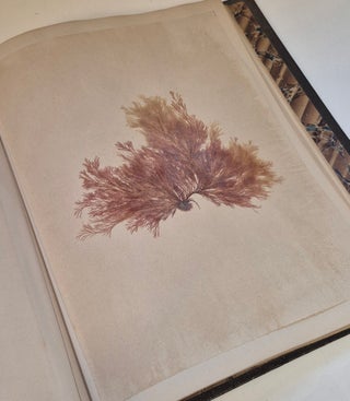 Plantes marines. Belle-Ile-en-mer 1887