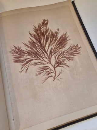 Plantes marines. Belle-Ile-en-mer 1887