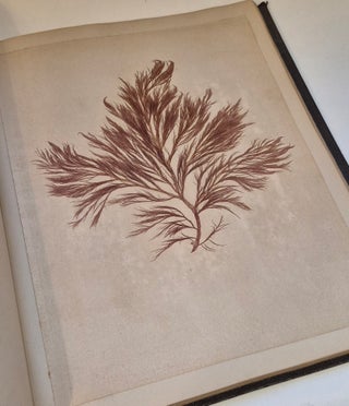Plantes marines. Belle-Ile-en-mer 1887