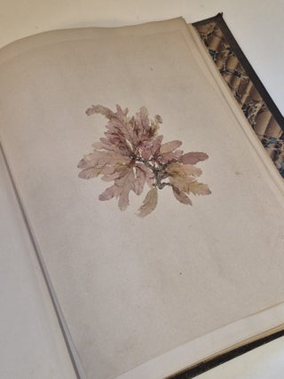 Plantes marines. Belle-Ile-en-mer 1887