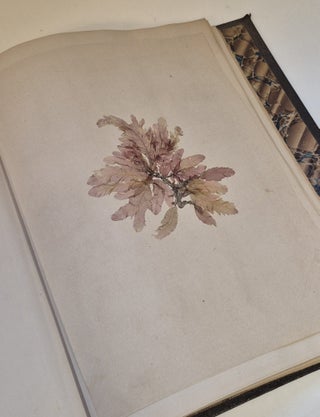 Plantes marines. Belle-Ile-en-mer 1887
