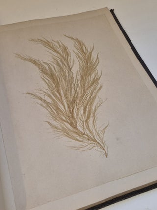 Plantes marines. Belle-Ile-en-mer 1887